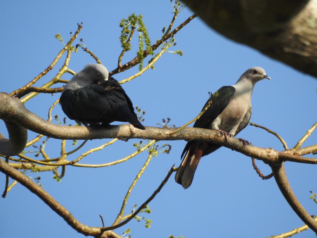 Green Imperial-Pigeon - ML250897411