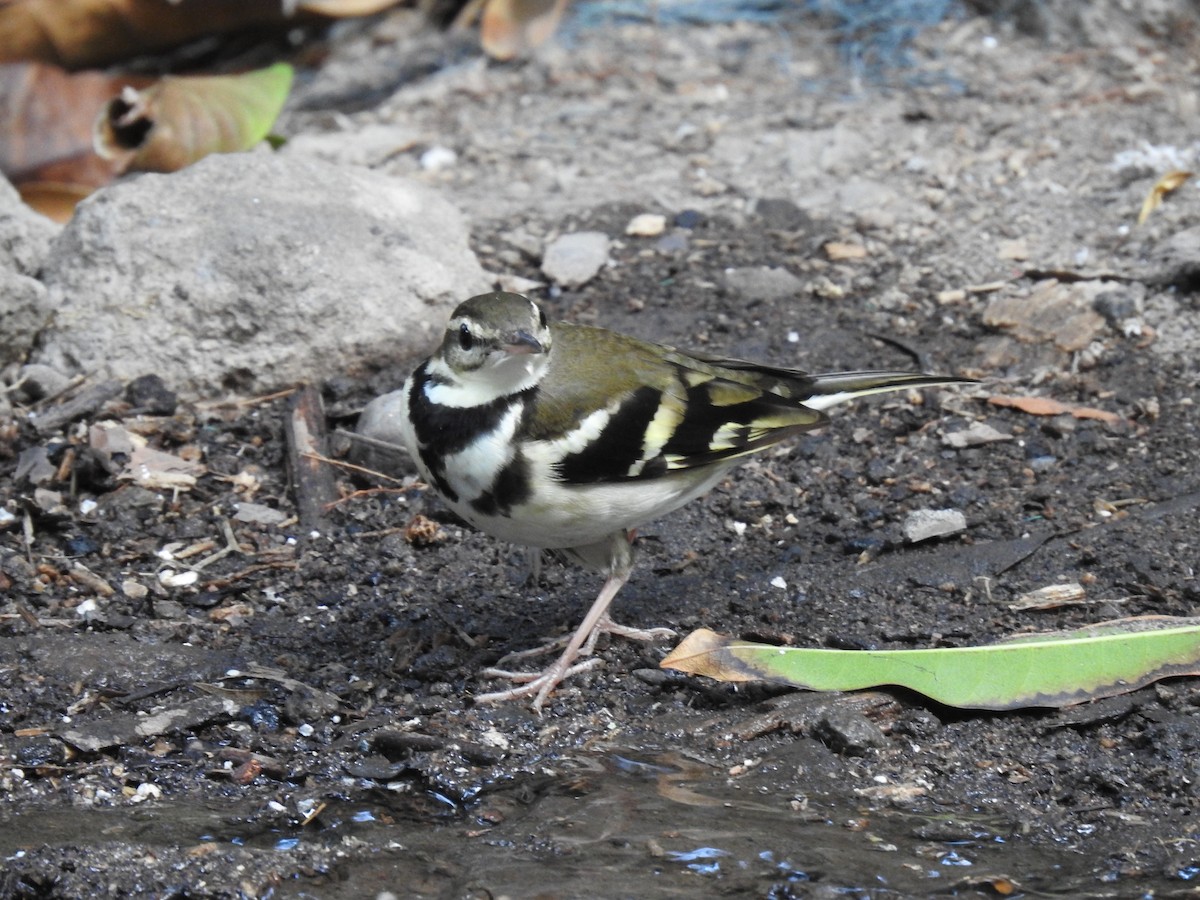 Forest Wagtail - ML250898531