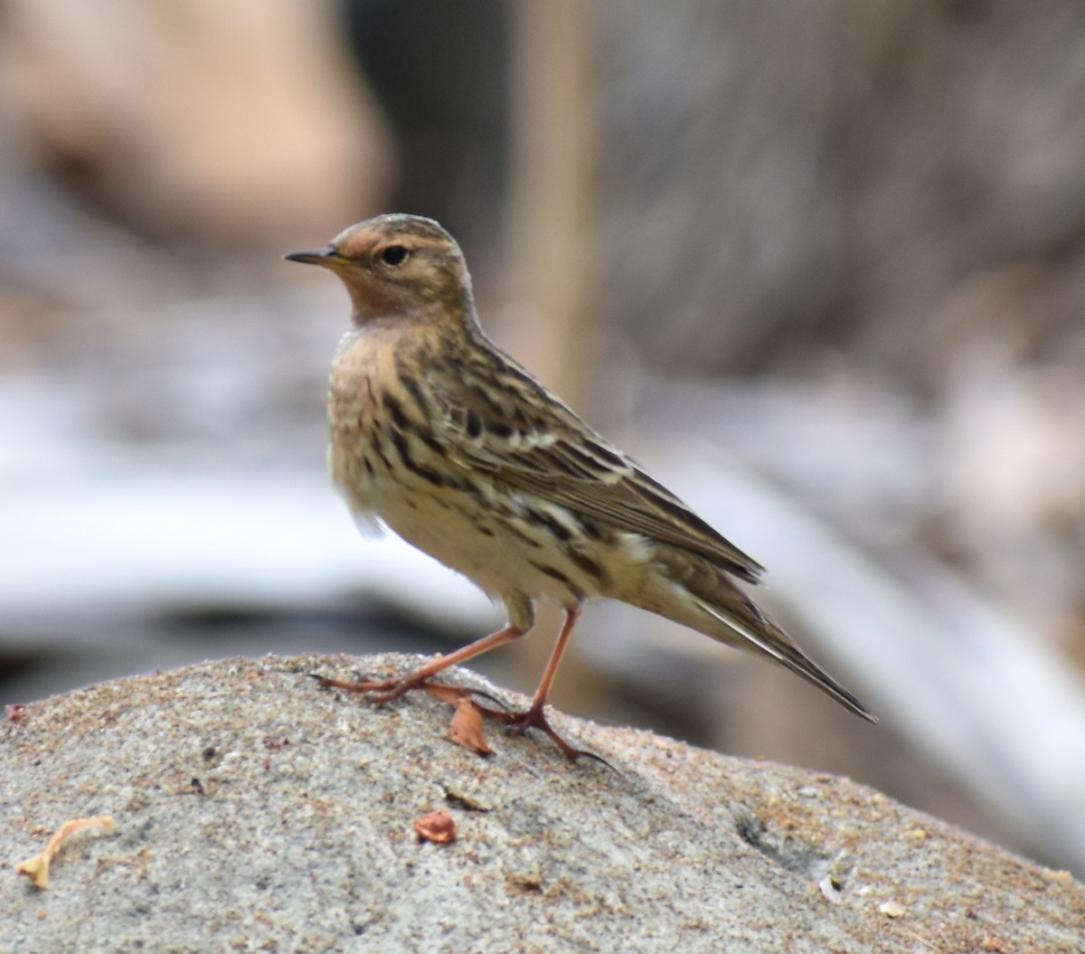 Red-throated Pipit - ML250898701