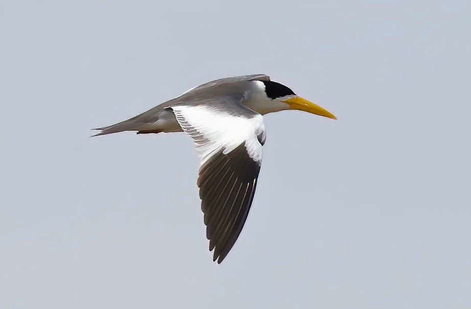Large-billed Tern - ML250902101