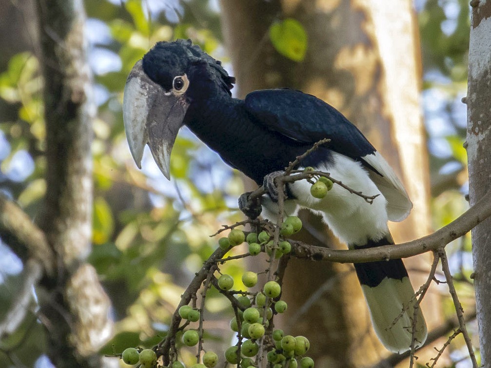 White-thighed Hornbill - Michael Todd