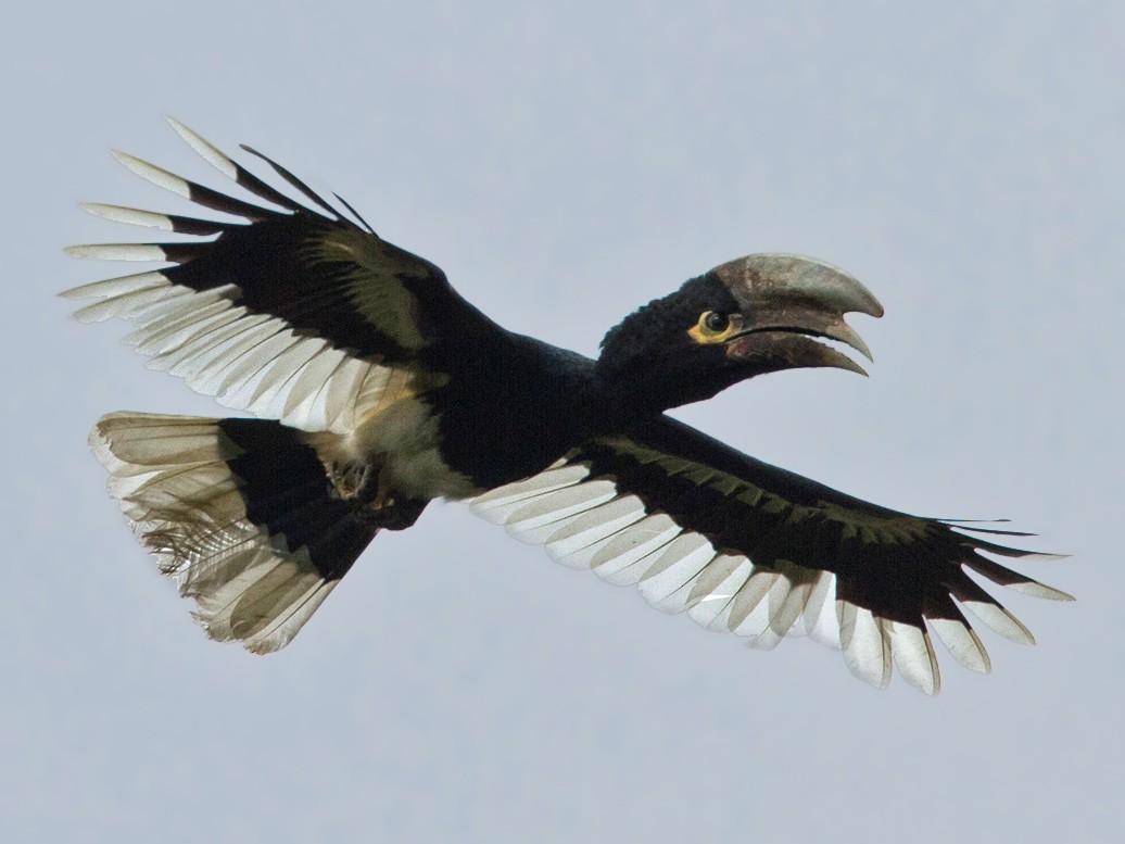White-thighed Hornbill - Lars Petersson | My World of Bird Photography