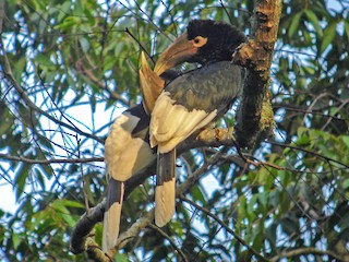 Bycanistes albotibialis White-thighed hornbill 
