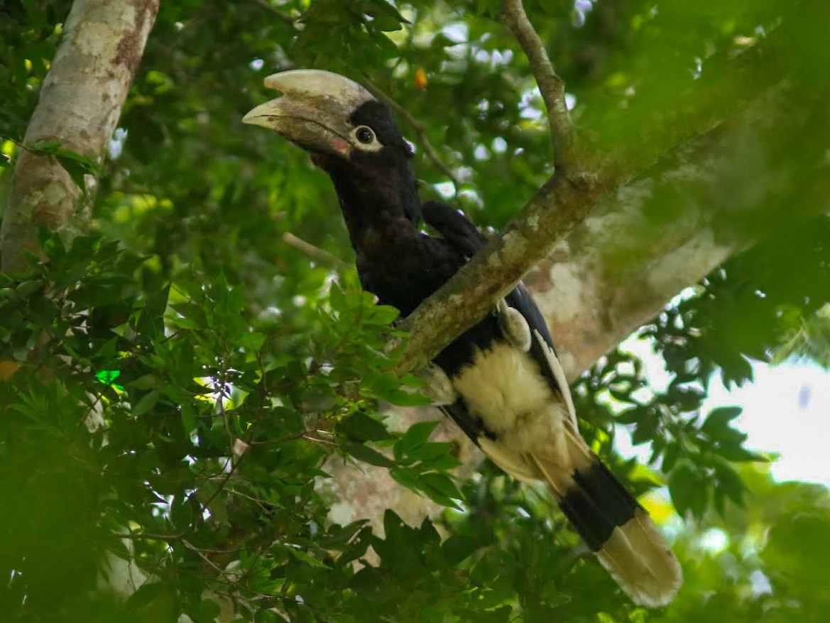 White-thighed Hornbill - Peter Alfrey