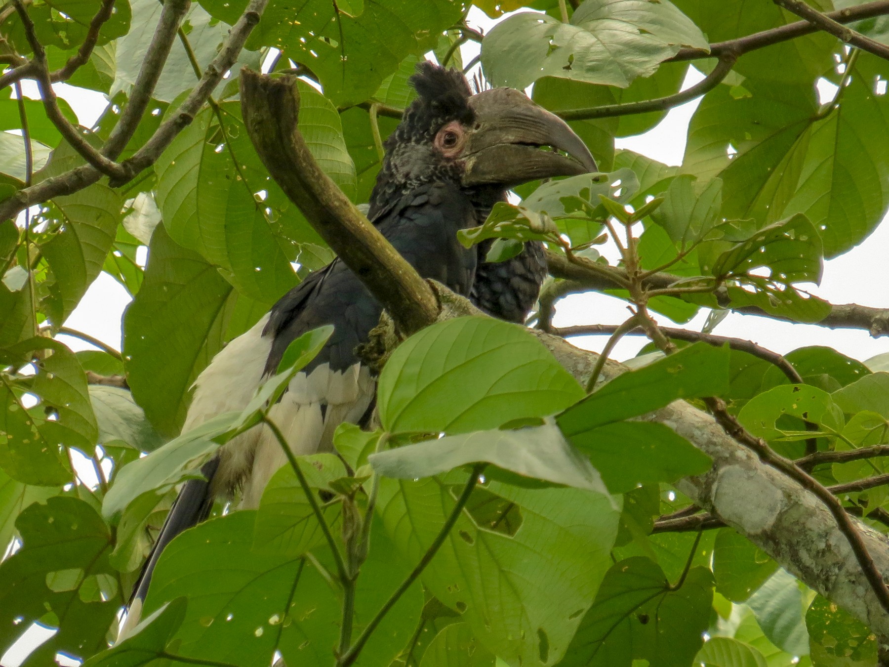 White-thighed Hornbill - Karo Fritzsche