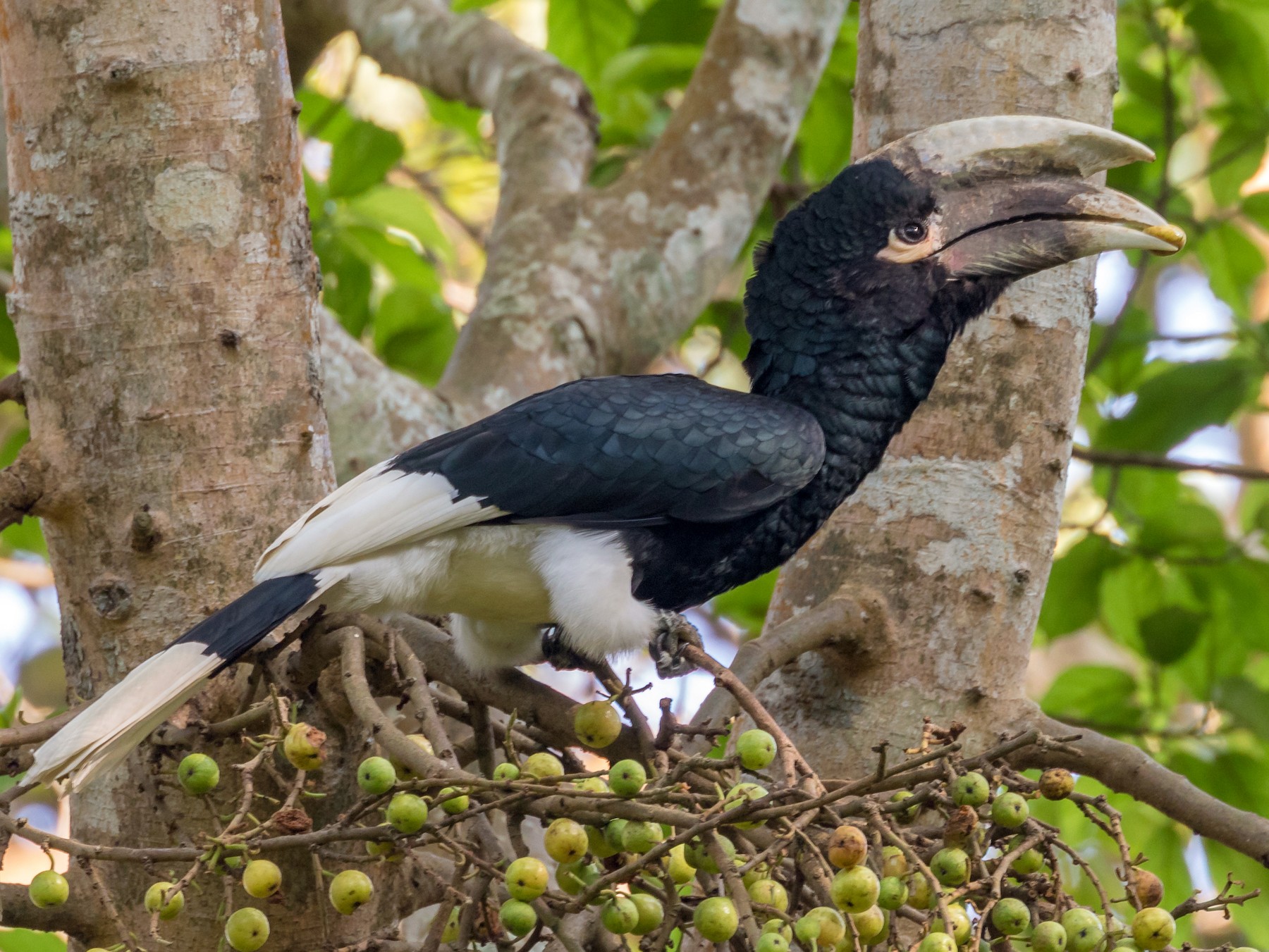 Calao cuisses blanches eBird