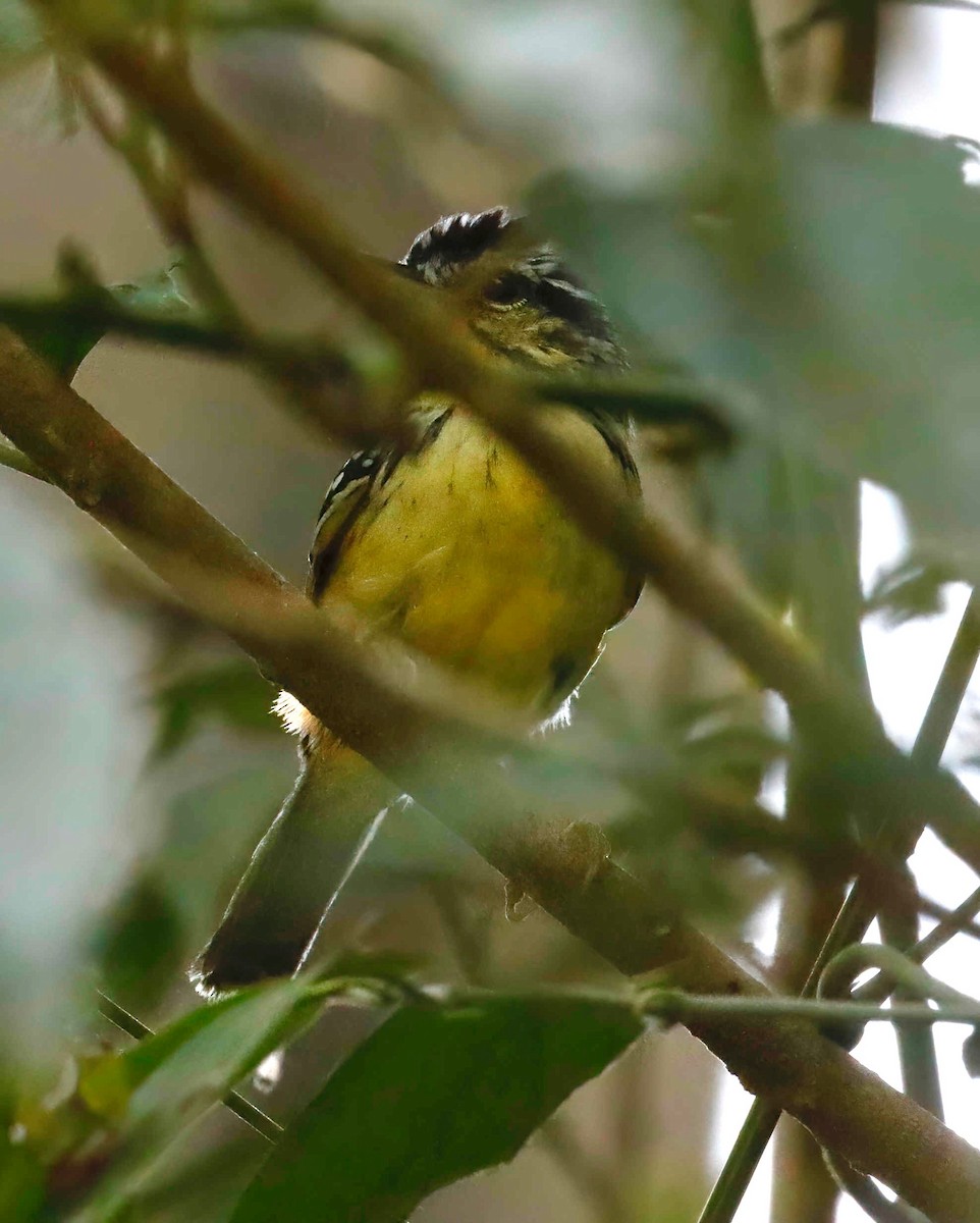 Yellow-breasted Warbling-Antbird - ML250902411