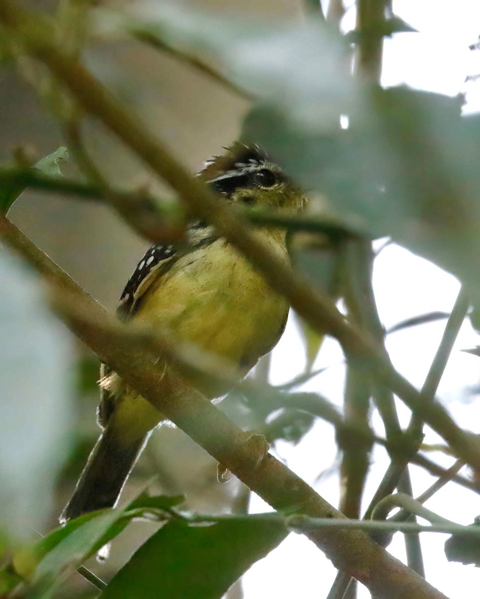 Yellow-breasted Warbling-Antbird - ML250902421