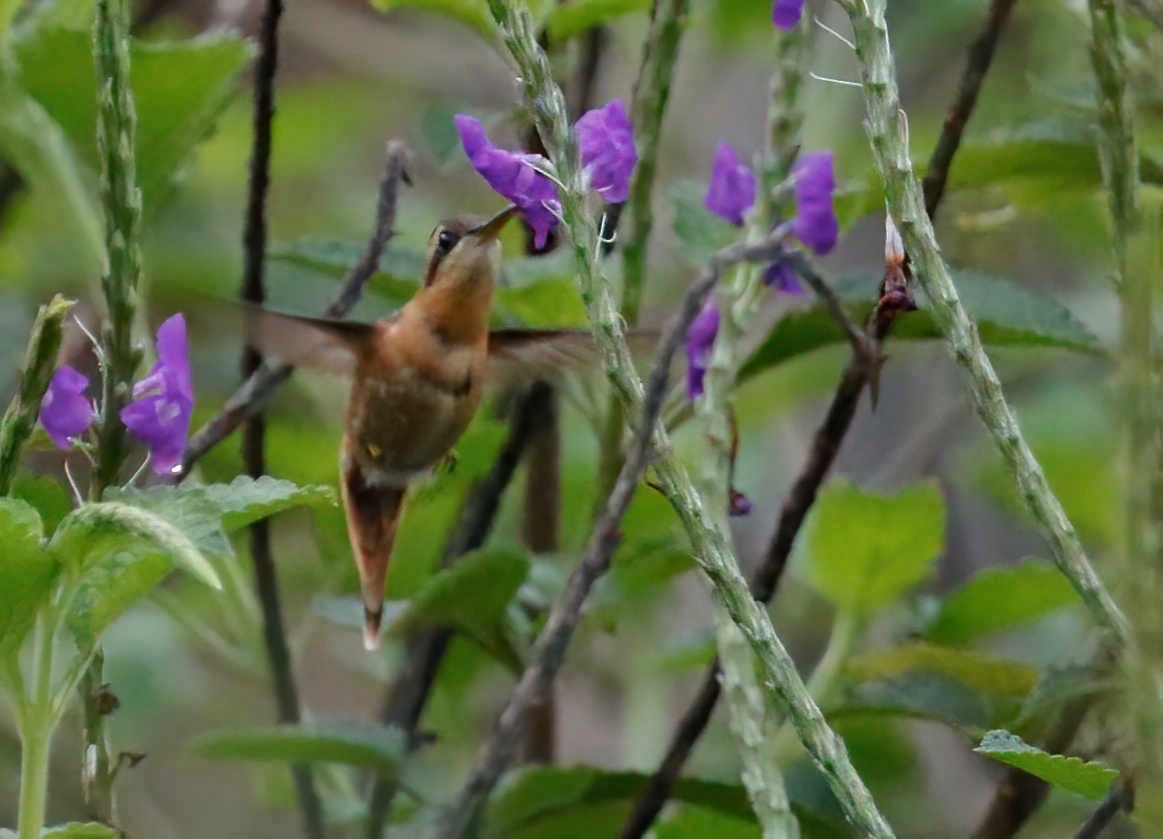 kolibřík malý - ML250903791