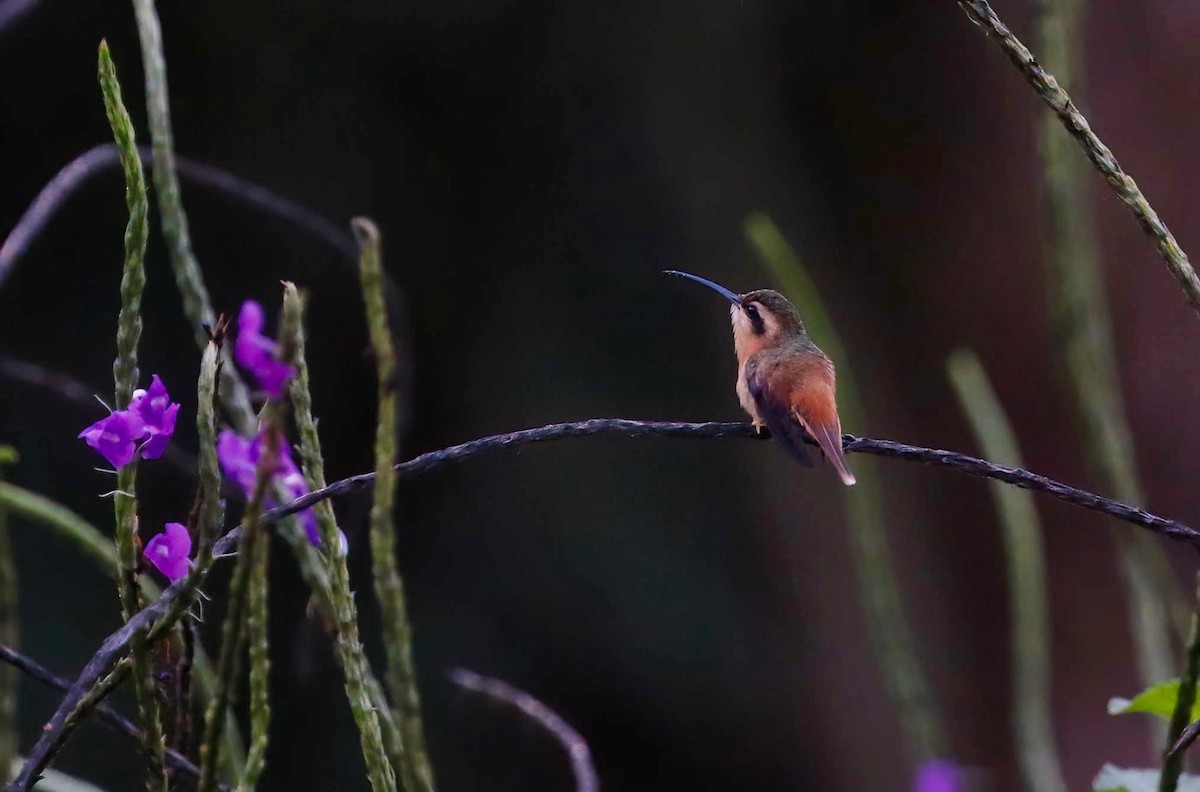 kolibřík malý - ML250903801