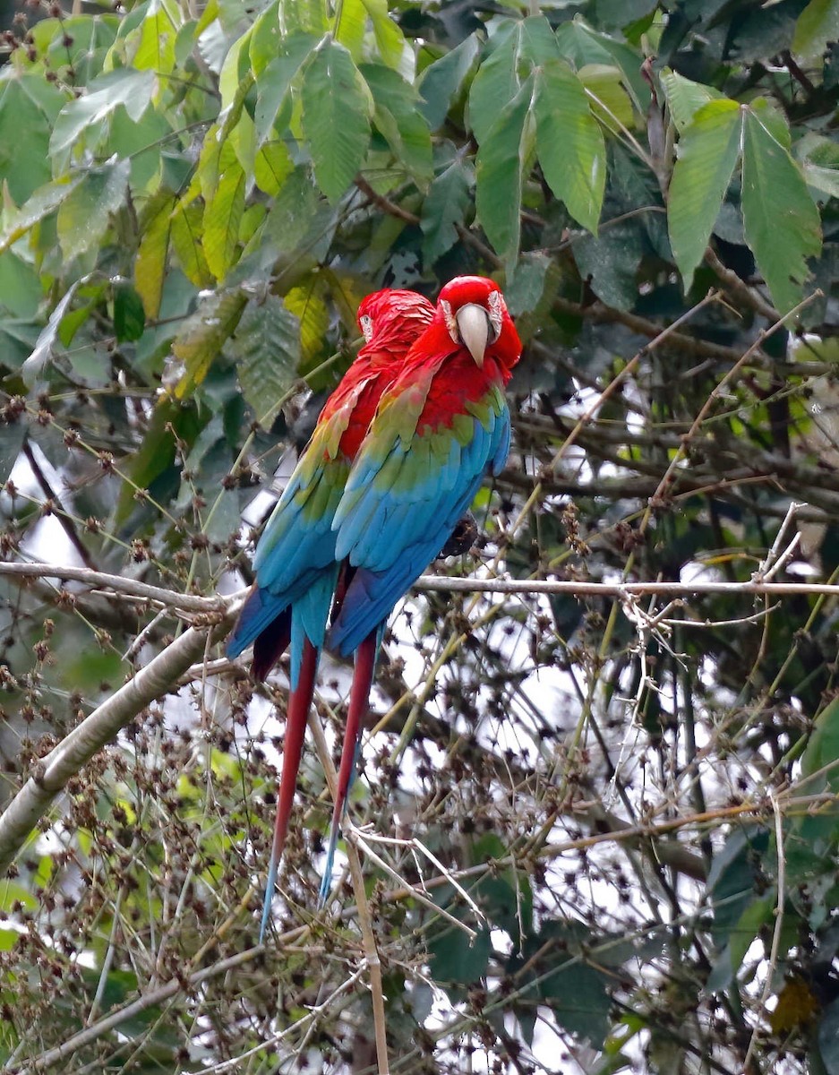 Red-and-green Macaw - ML250907621