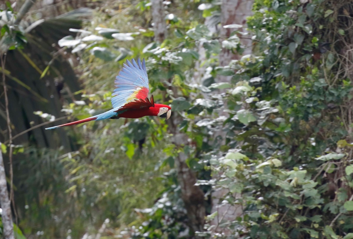 Red-and-green Macaw - ML250907631