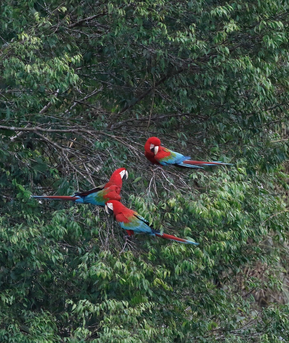 Red-and-green Macaw - ML250907661