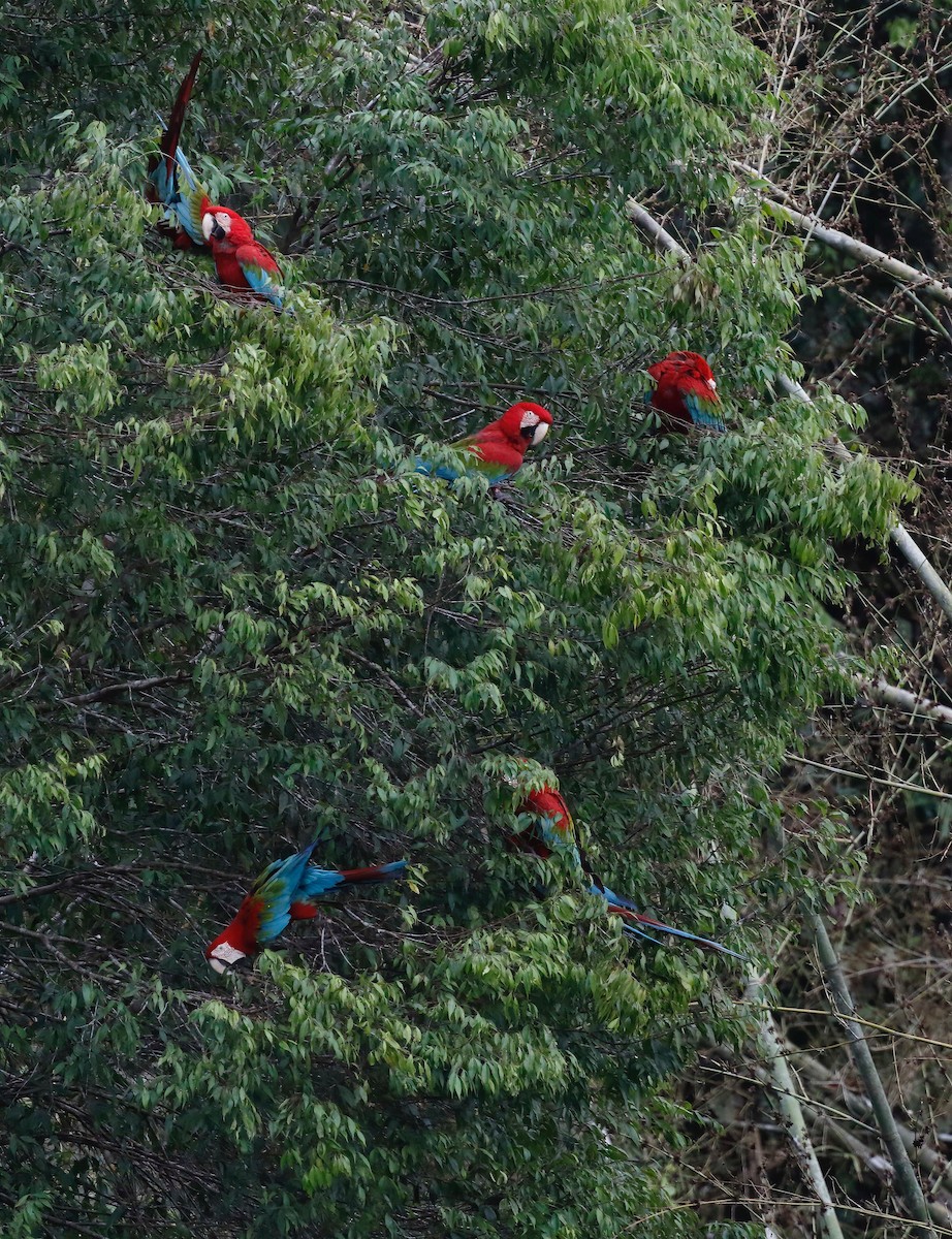 Red-and-green Macaw - ML250907671