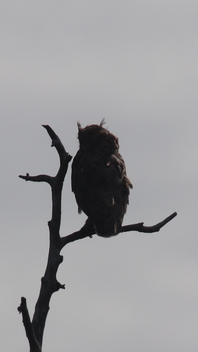 Great Horned Owl - ML250910011