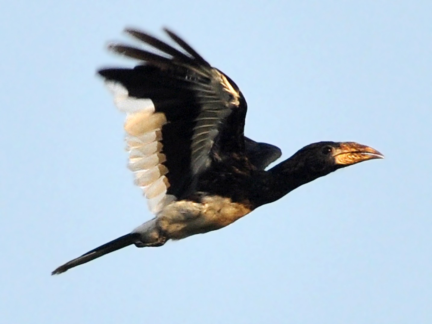 Piping Hornbill - Juan Miguel González Perea