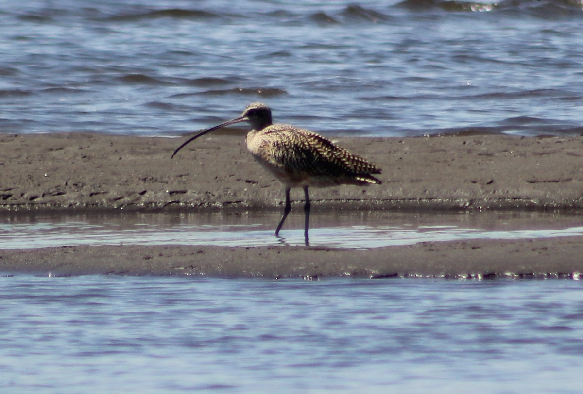 Long-billed Curlew - ML25091171