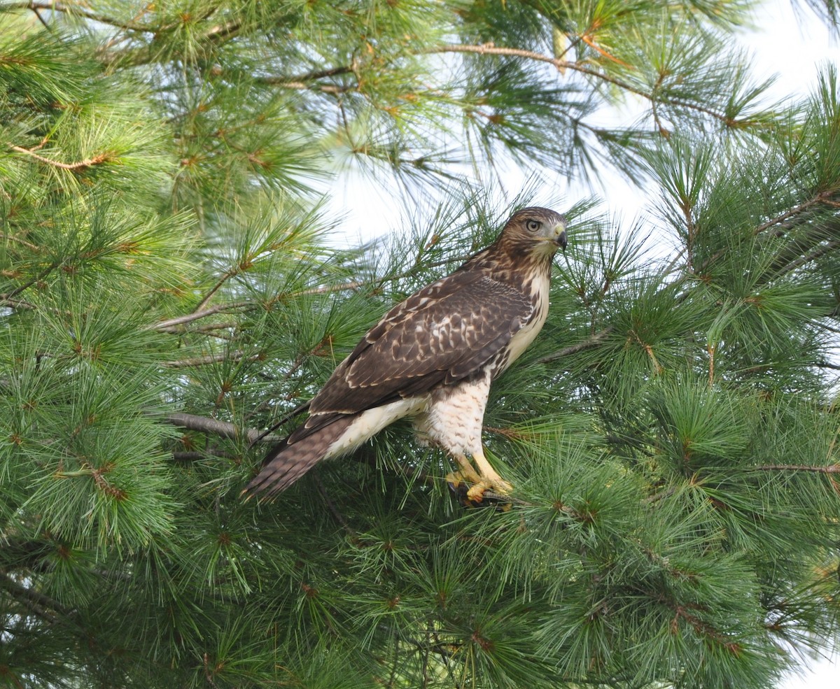 Red-tailed Hawk - ML250912601