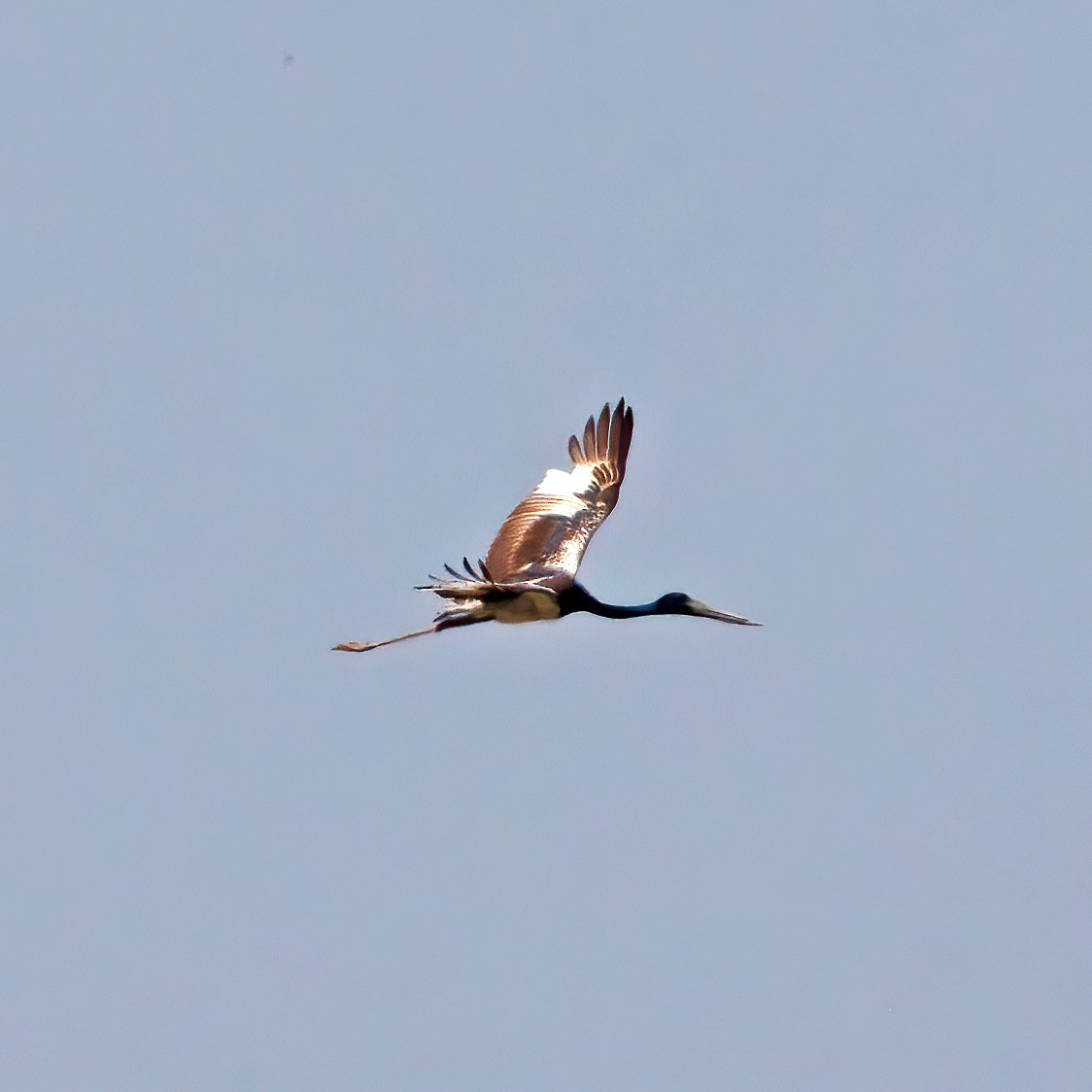 Black-necked Stork - ML250914641