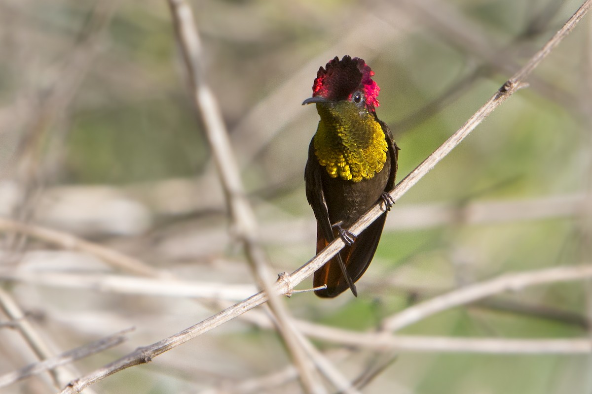 Ruby-topaz Hummingbird - Oswaldo Hernández Sánchez