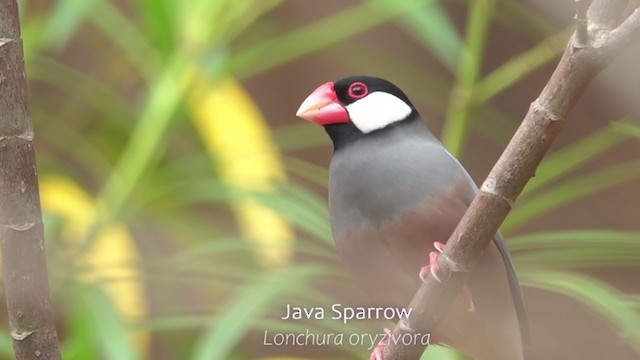 Java Sparrow - ML250934101
