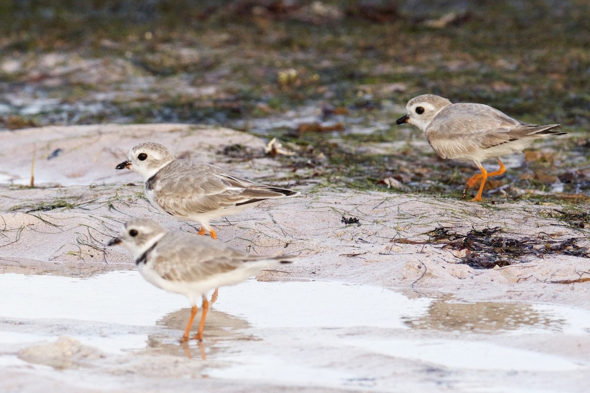 Piping Plover - ML25093781