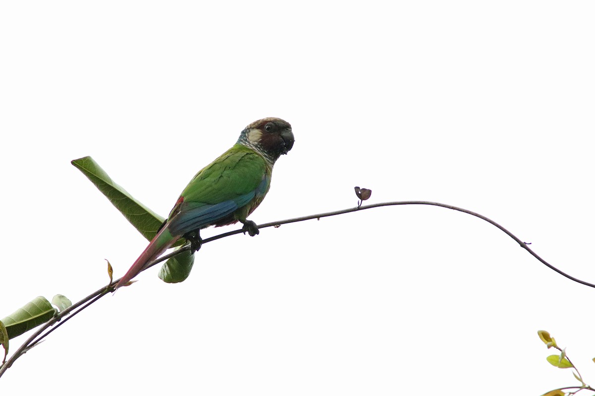 Ochre-marked Parakeet - ML250944391