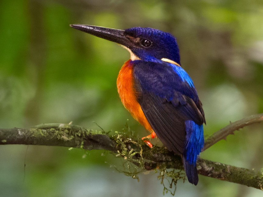 Shining-blue Kingfisher - Lars Petersson