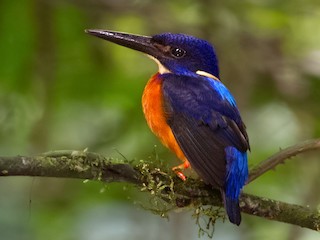 ルリハシグロカワセミ - eBird
