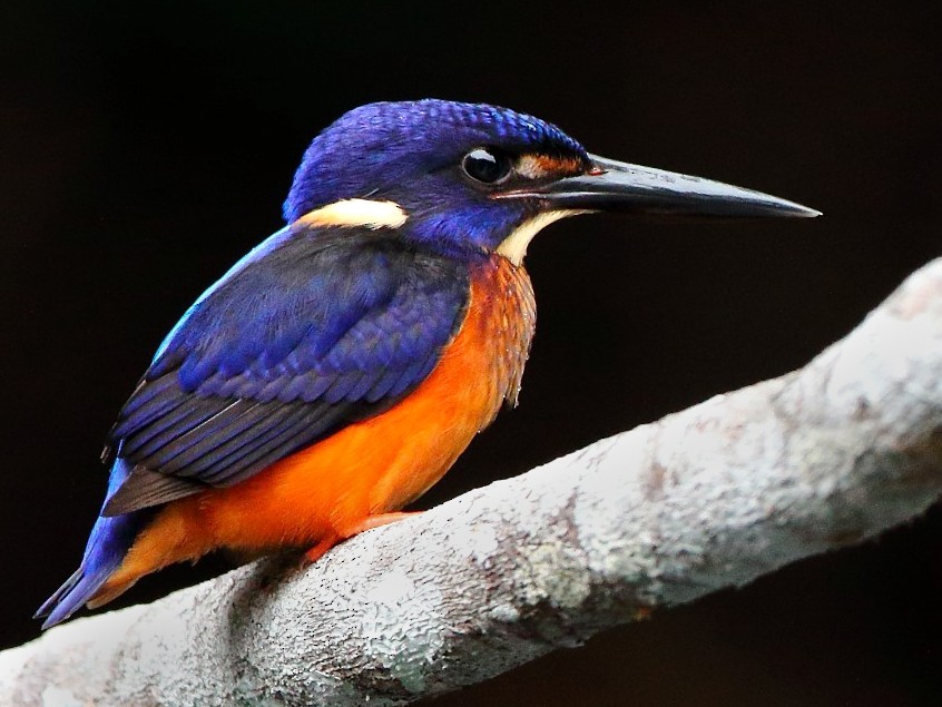 Shining-blue Kingfisher - eBird Japan