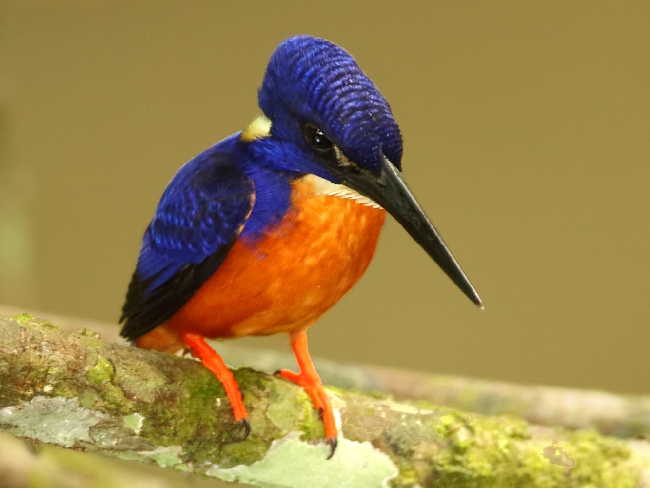 Shining Blue Kingfisher Ebird