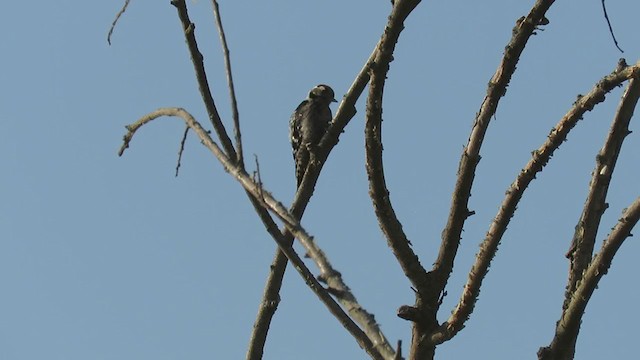 Lesser Spotted Woodpecker - ML250946321