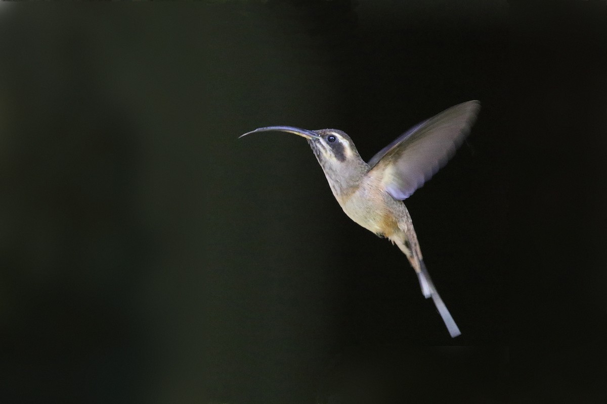 kolibřík temnohrdlý - ML250947021