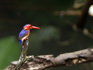 ホソカワ ショウジロウ Takara Tomy Transformers Studio Series SS-91 Sideways from