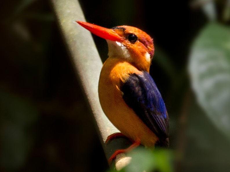 African Dwarf Kingfisher - Lars Petersson