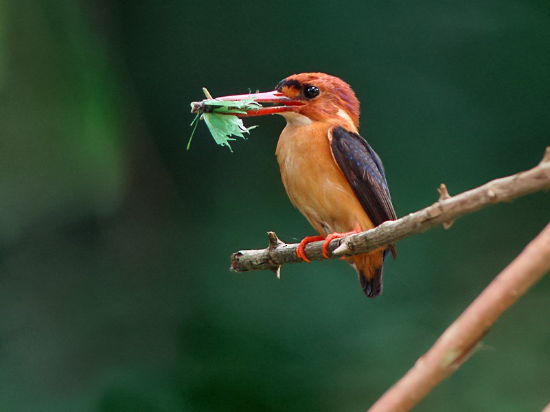 African Dwarf Kingfisher - Nik Borrow