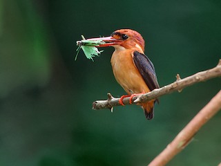 コビトカワセミ - eBird