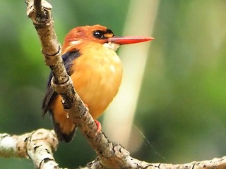 コビトカワセミ - eBird