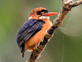 コビトカワセミ - eBird