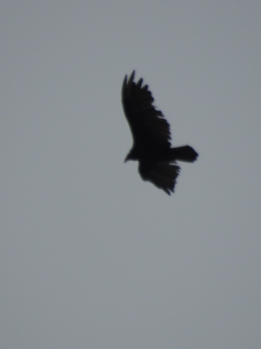 Common Raven - Indigo Brude
