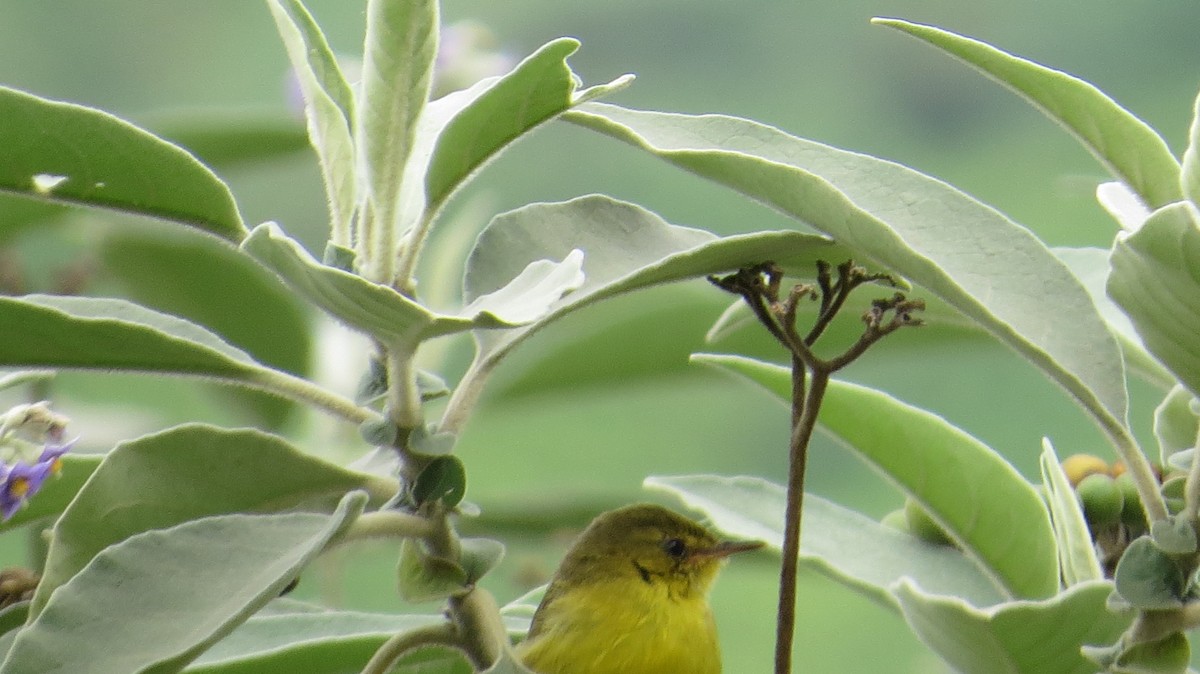 Mountain Yellow-Warbler - Mwangi Gitau.