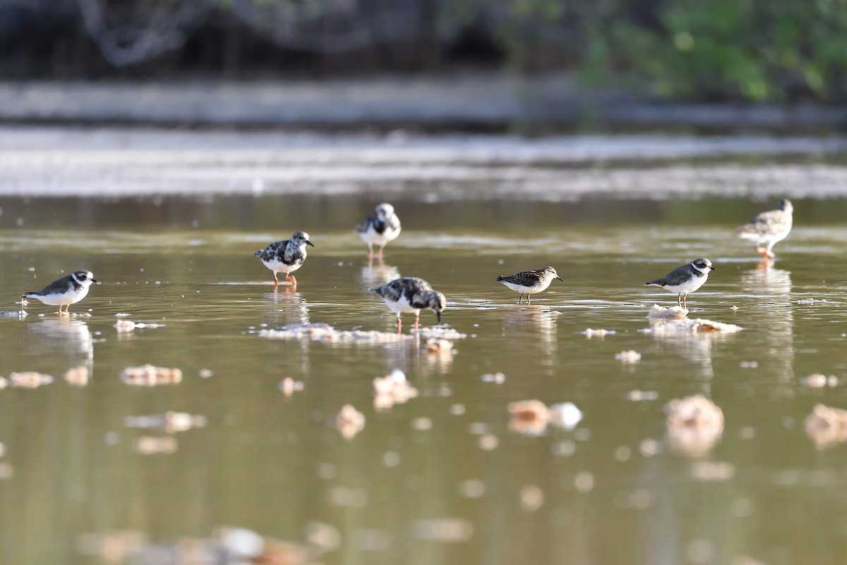 Semipalmated Plover - ML250954751