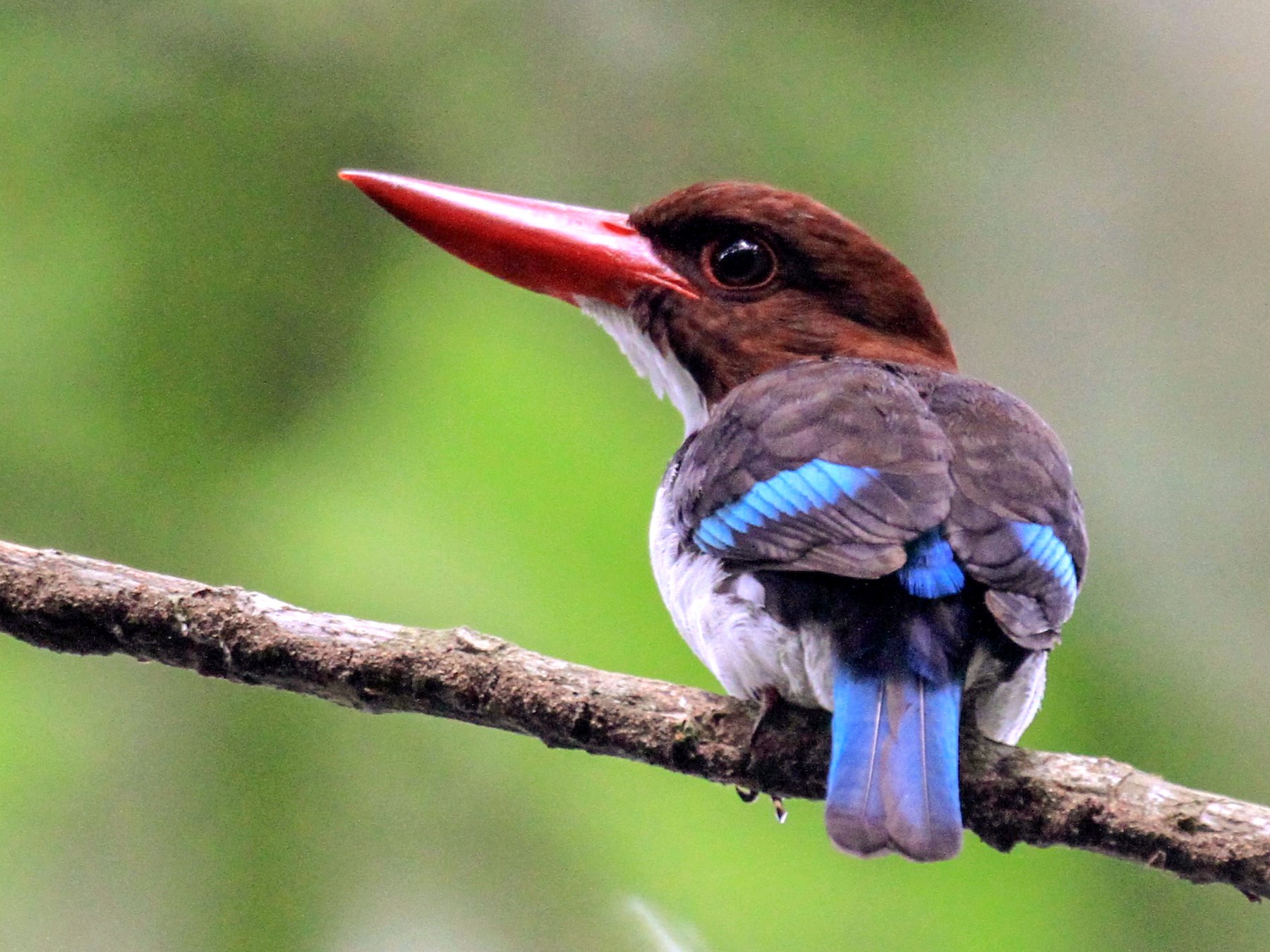 Chocolate-backed Kingfisher - Charles Davies