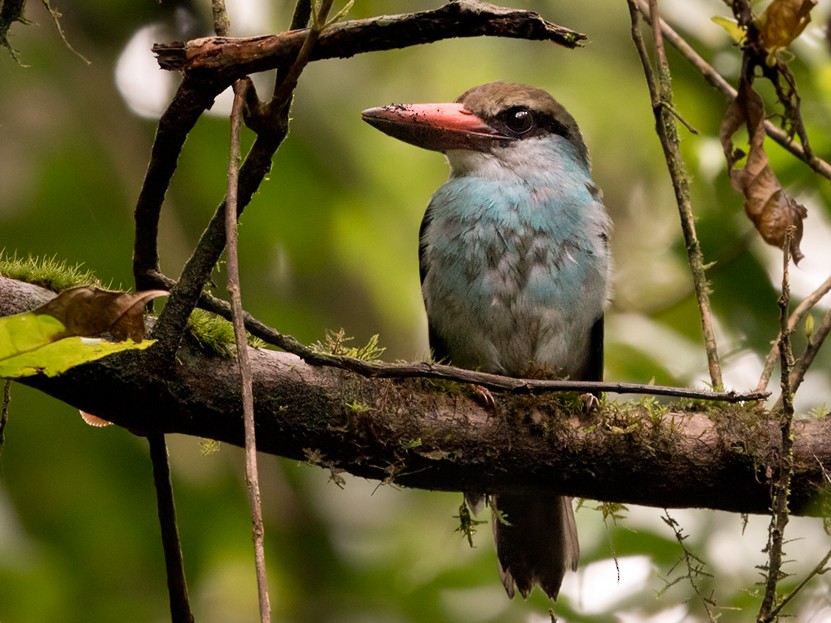 Blue-breasted Kingfisher - Lars Petersson