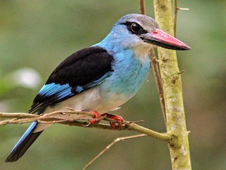 Martin-chasseur à poitrine bleue - eBird