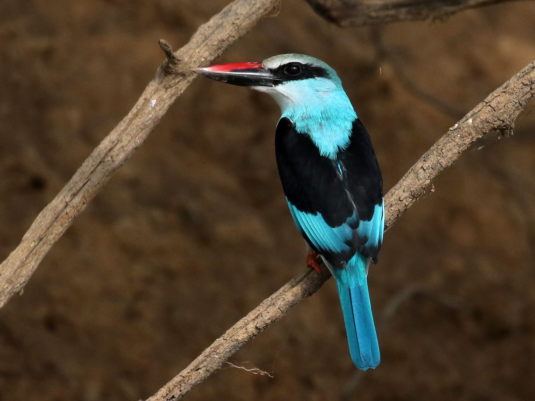 Blue-breasted Kingfisher - Jay McGowan