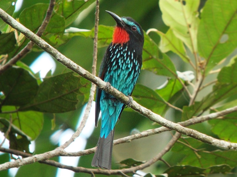 Black Bee-eater - Nik Borrow