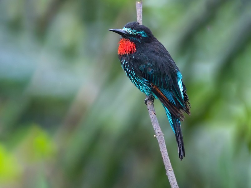 Black Bee-eater - Dubi Shapiro