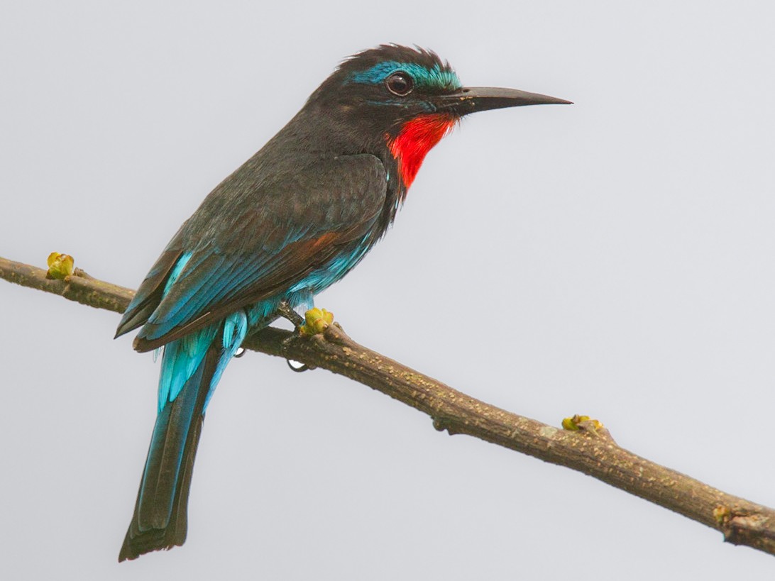 Black Bee-eater - Lars Petersson | My World of Bird Photography