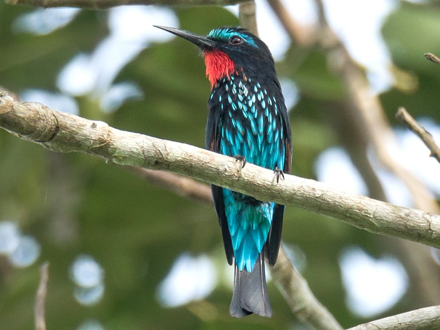 Black Bee-eater - eBird